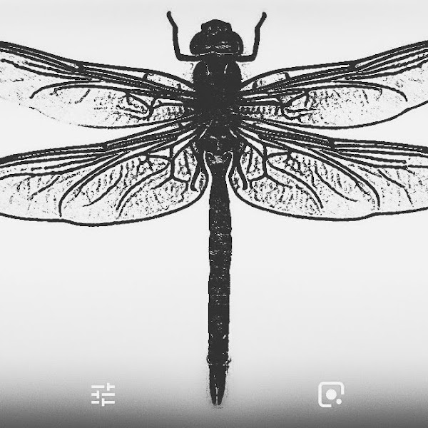 Libelula